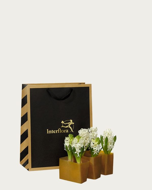 Skicka blommor via Interflora - Hyacintkassen