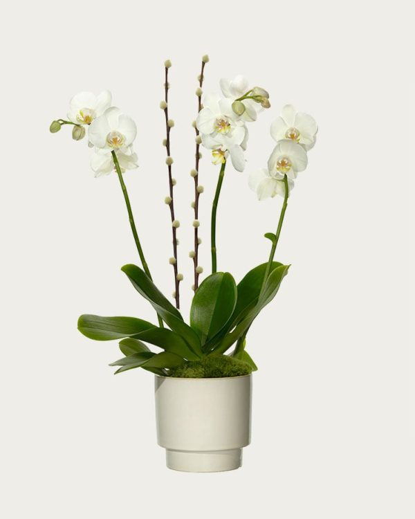 Skicka Blommogram via Interflora - Orkide i kruka
