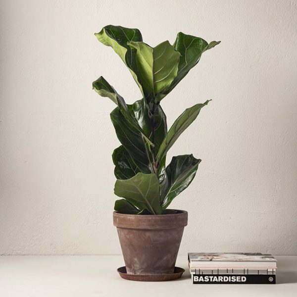 Köp växter online - Fiolfikus 60 cm