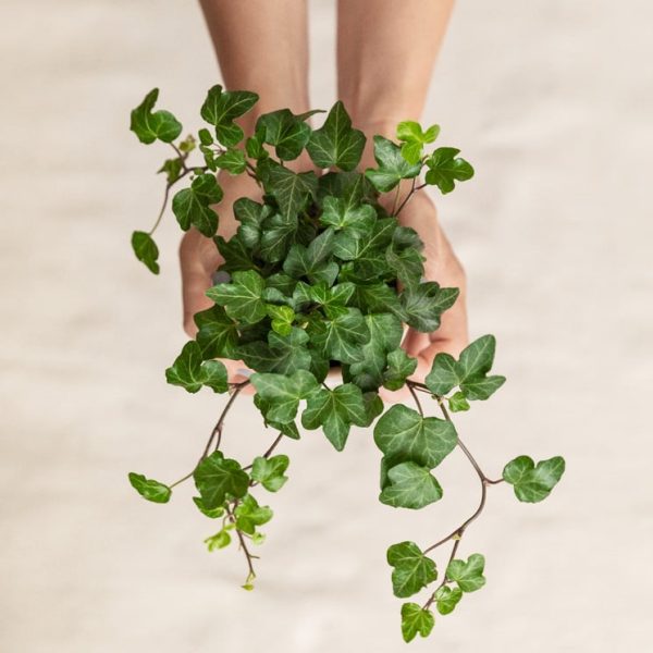 Köp växter online - Murgröna 15 cm