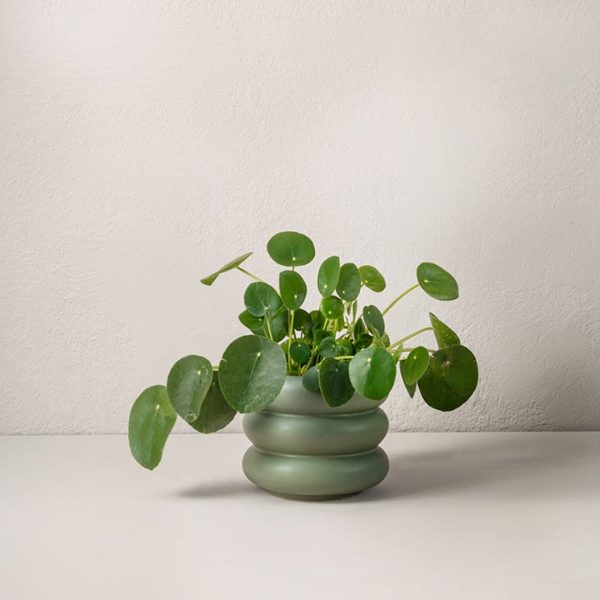Köp växter online - Elefantöra 25 cm