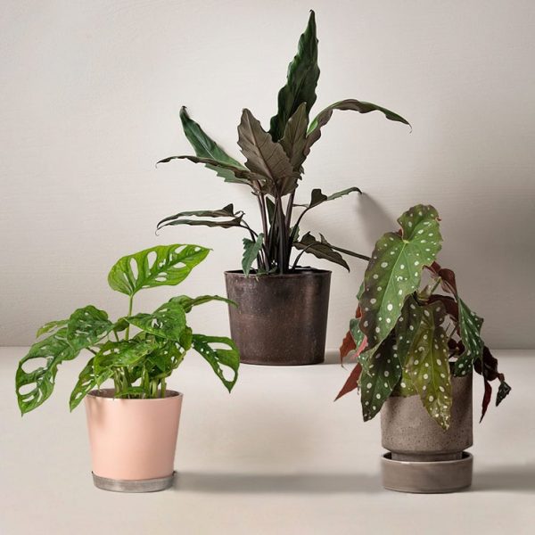 Köp växter online - Dekorativa blad-kassen