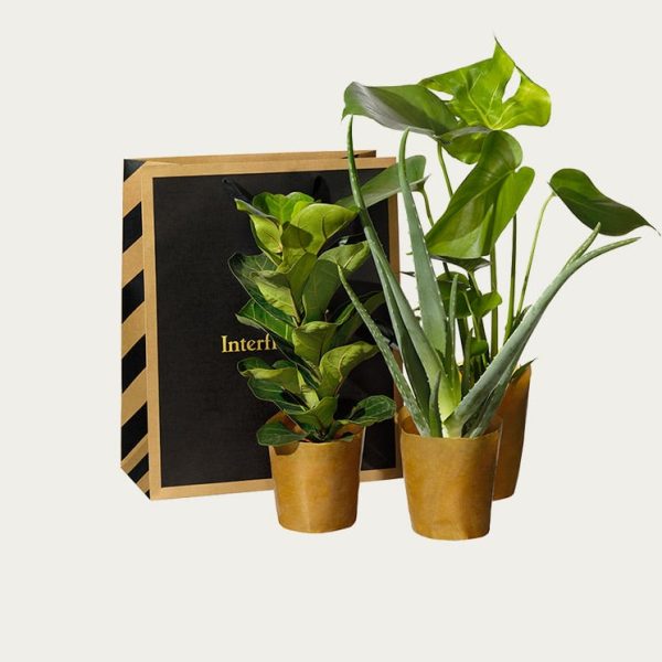 Köp växter online - Lättskötta kassen