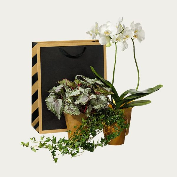 Köp växter online - Fönsterkassen
