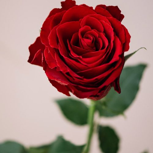 Skicka blommor via Interflora - Röd ros