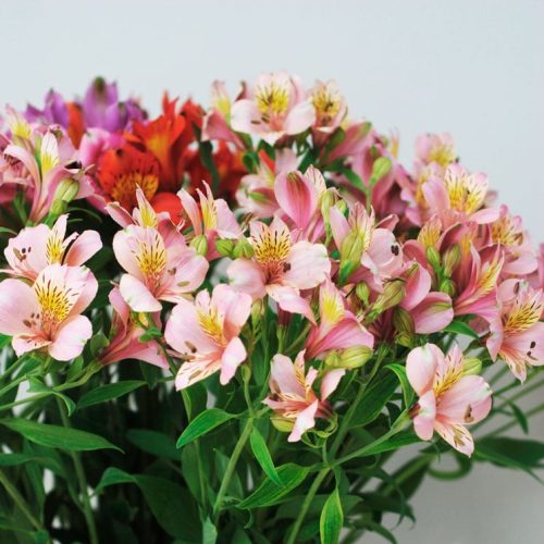 Köp blommor med hemleverans - Alstroemeria