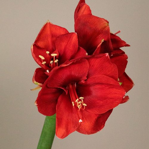 Köp blommor med hemleverans - Röd amaryllis